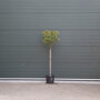 Glansmispel op stam 4 - 8 cm - 90 cm stamhoogte